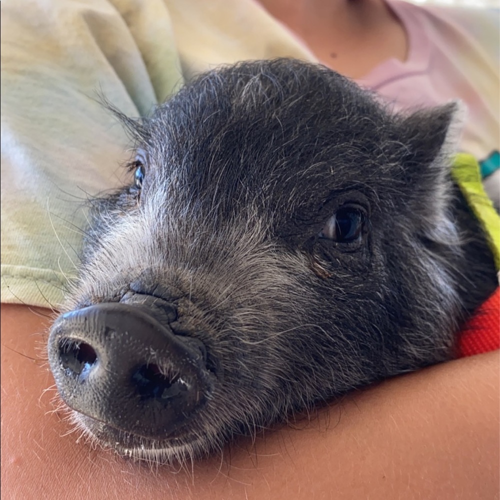 Meet your Posher, Thelma